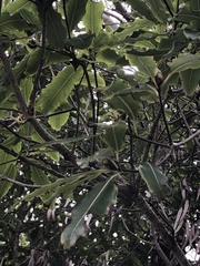 Pittosporum eugenioides
