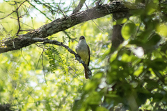 Myiarchus nuttingi