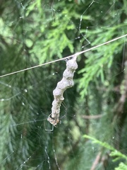 Mecynogea lemniscata