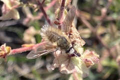 Anastoechus barbatus