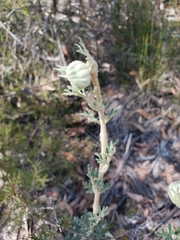 Actinotus helianthi