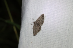 Iridopsis vellivolata