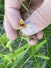 Epipactis gigantea