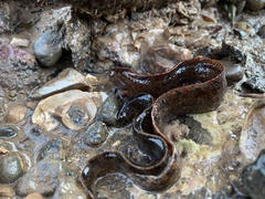 Pholis gunnellus