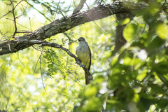 Myiarchus nuttingi