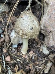 Coprinopsis romagnesiana