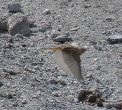 Emberiza