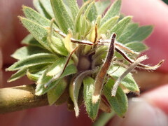 Andricus quercusfrondosus