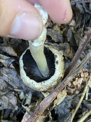 Coprinopsis romagnesiana