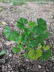 Malva parviflora