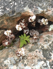 Aleuritopteris argentea