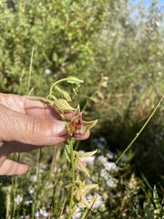 Epipactis gigantea