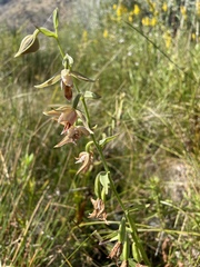 Epipactis gigantea