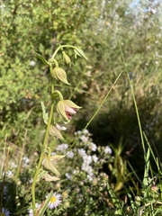 Epipactis gigantea