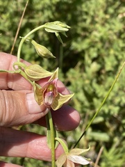 Epipactis gigantea