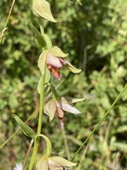 Epipactis gigantea