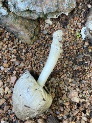 Coprinopsis romagnesiana