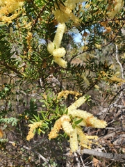 Acacia oxycedrus