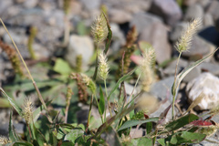 Setaria
