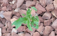Solanum elaeagnifolium