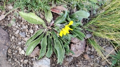 Arnica mollis