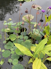 Nelumbonaceae