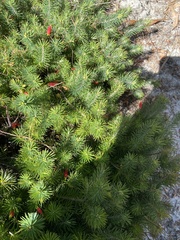 Stenanthera pinifolia