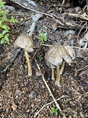 Coprinopsis romagnesiana