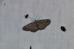 Iridopsis vellivolata