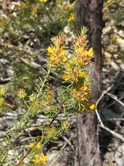 Phyllota phylicoides