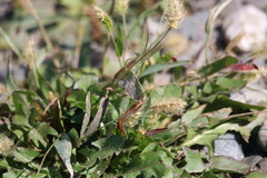 Setaria