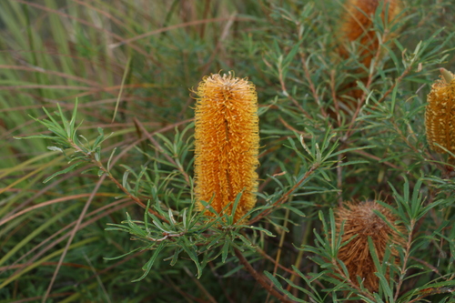 Image of Banksia collina by (c) Greg Tasney, some rights reserved (CC BY-SA)
