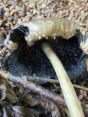 Coprinopsis romagnesiana