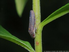 Paraulacizes irrorata