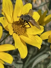 Tachinini