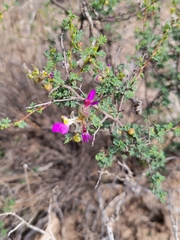 Dalea formosa