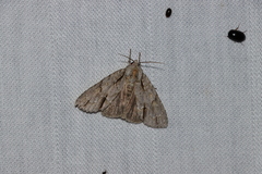Acronicta laetifica