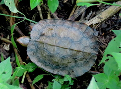 Rhinoclemmys pulcherrima rogerbarbouri