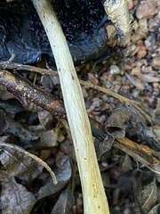 Coprinopsis romagnesiana