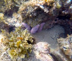Uniophora granifera