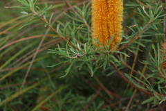 Banksia collina