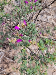Dalea formosa