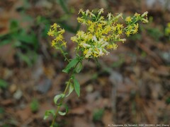 Solidago odora