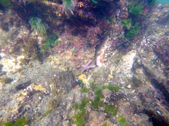 Uniophora granifera