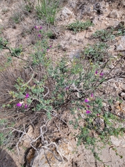 Dalea formosa