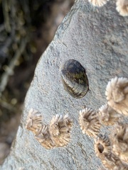 Testudinalia testudinalis