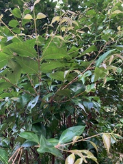 Syzygium smithii