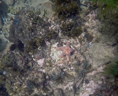 Uniophora granifera