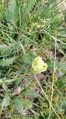 Castilleja occidentalis