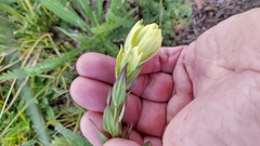 Castilleja occidentalis